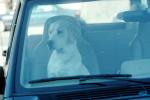 Dog in a Car, ADSV02P15_05