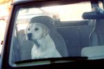 Dog in a Car, ADSV02P15_06B