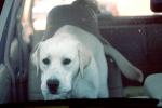 Dog in a Car, ADSV02P15_07