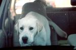 Dog in a Car, ADSV02P15_07B