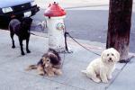 Dogs by a Fire Hydrant, ADSV02P15_10