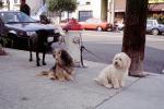 Dogs by a Fire Hydrant, ADSV02P15_11