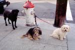 Dogs by a Fire Hydrant, ADSV02P15_12