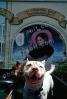 Pit Bull Terrier, Pitbull, ADSV03P01_10