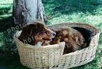 Dog in a Wicker Basket
