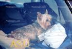 Yorkshire Terrier in a Car