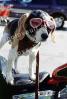 Beagle wearing a leather helmet, goggles, funny, cute, ADSV03P02_14