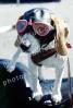 Beagle wearing a leather helmet, goggles, funny, cute, ADSV03P02_16