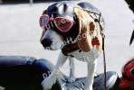 Beagle wearing a leather helmet, goggles, funny, cute, ADSV03P02_17