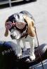 Beagle wearing a leather helmet, goggles, funny, cute