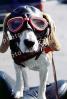 Beagle wearing a leather helmet, goggles, funny, cute, ADSV03P02_19