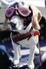 Beagle wearing a leather helmet, goggles, funny, cute, ADSV03P03_01