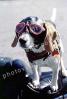 Beagle wearing a leather helmet, goggles, funny, cute, ADSV03P03_03