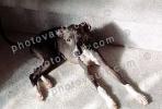 Greyhound puppy, ADSV03P04_05