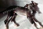 Greyhound puppy, ADSV03P04_06