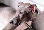 Greyhound puppy, ADSV03P04_08