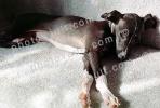 Greyhound puppy, ADSV03P04_09