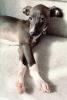 Greyhound puppy, ADSV03P04_10