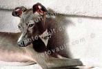 Greyhound puppy, ADSV03P04_12