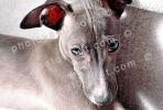 Greyhound puppy, ADSV03P04_13