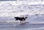 beach, water, sand, play, playing, run, running, waves, foam, ADSV03P04_15