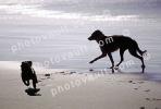beach, water, sand, play, playing, run, running, wet, shadow, ADSV03P05_12