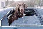 Dog in a Car, Chocolate Labrador Retriever, ADSV03P05_17