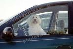 dog in a car, ADSV03P06_04