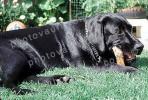 Labrador Retriever chews on a stick, ADSV03P06_07