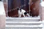 Dog in the cold weather, snow, ice, steps, door, ADSV03P06_15