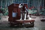 Alaska, Wolf Dogs, ADSV03P10_12