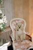 Poodle in a chair, 1950s, ADSV03P10_14
