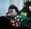 Gray Poodle, sofa, roses, 1940s, ADSV03P10_15