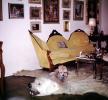 Poodle, Polar Bear Rug, furniture, coffe table, frames, sofa