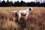 Hunting Dogs, Pointer