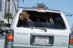 Dog in a Car, Toyota 4Runner, Chocolate Labrador Retriever, ADSV03P11_10