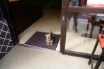 Terrier, doormat, mat, ADSV03P11_14