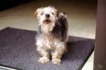 Terrier, doormat, mat, barking, ADSV03P11_15