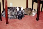 Dog and Cat Together, Friends, Great Dane, ears, ADSV03P12_10
