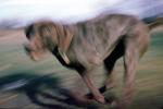 running dog, Chocolate Labrador Retriever