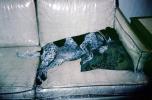 Sleeping Dog, Sofa with plastic wrap