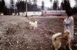 Huskies, husky, trees, cars, trailer home, 1950s