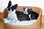 Two Dogs in a wicker basket, puppy, puppies, ADSV03P13_06