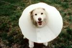 Cone, smiling dog, No-Bite Collar, Anti Bite Collar, leash, head-on