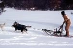 Dog Sledding, sled, husky, ADSV03P15_08