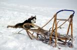 Dog Sledding, sled, husky, ADSV03P15_10