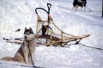 Dog Sledding, sled, husky, ADSV03P15_11
