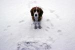 Beagle in the Snow