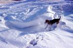 Dog in the Snow, ADSV04P02_17