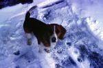 Beagle in the snow, ice, cold